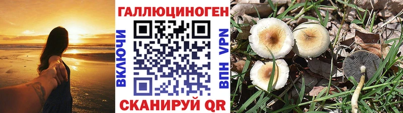 Галлюциногенные грибы Psilocybine cubensis  где продают наркотики  Сольцы 